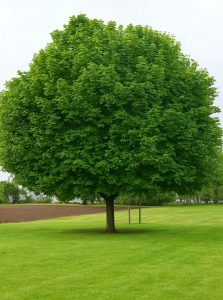 Spitz-Ahorn 'Cleveland' / Acer platanoides 'Cleveland'