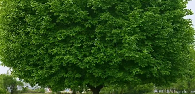 Spitz-Ahorn 'Cleveland' / Acer platanoides 'Cleveland'
