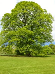 Kastanienblättrige Eiche / Quercus castaneifolia