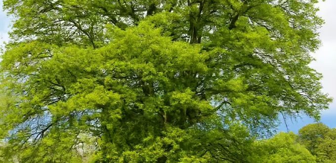 Kastanienblättrige Eiche / Quercus castaneifolia