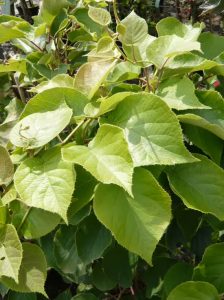 Kiwi 'Matua' / Actinidia deliciosa 'Matua'