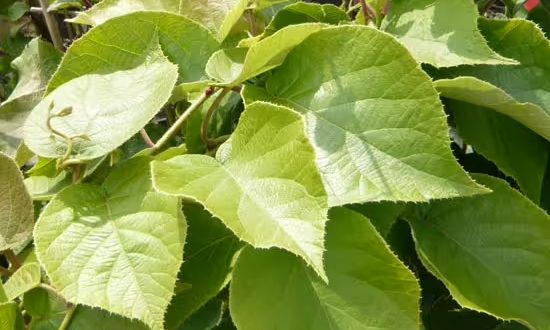 Kiwi 'Matua' / Actinidia deliciosa 'Matua'