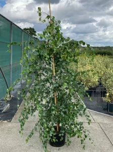 Korkenzieher-Birke 'Spider Alley' / Betula pendula 'Spider Alley'