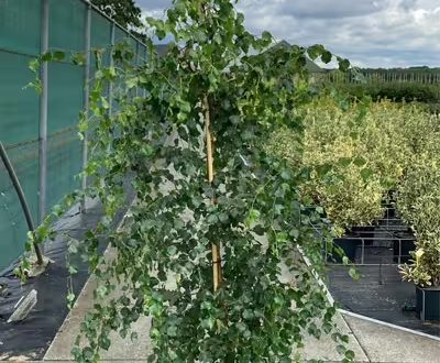Korkenzieher-Birke 'Spider Alley' / Betula pendula 'Spider Alley'