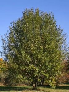 Lockenweide / Salix erythroflexuosa