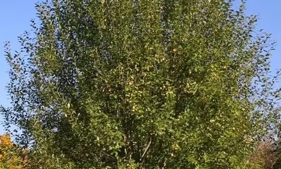 Lockenweide / Salix erythroflexuosa