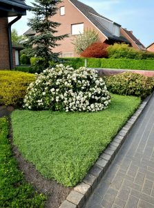 Mittelmeer-Schneeball /  Viburnum tinus