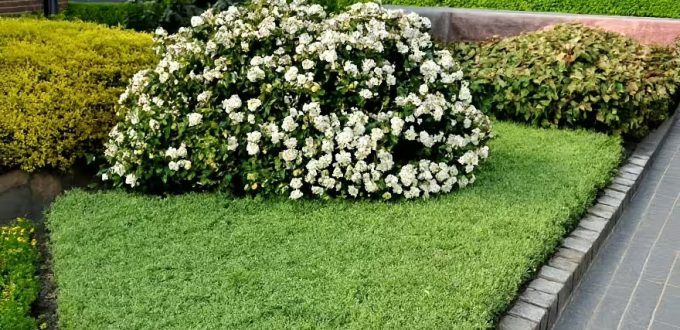 Mittelmeer-Schneeball / Viburnum tinus