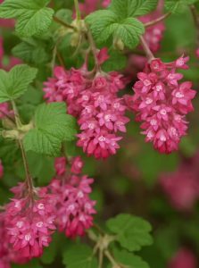 Blut-Johannisbeere 'King Edward VII' / Ribes sanguineum 'King Edward VII'