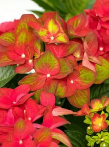 Bauern-Hortensie 'Ab Green Shadow'/ Hydrangea macrophylla 'Ab Green Shadow ®'
