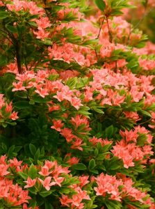 Sommergrüne Azalee 'Juliduft' / Azalea viscosa 'Juliduft'