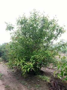Chinesischer Schneeflockenstrauch / Chinesischer Fransenbaum / Chionanthus retusus