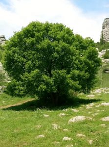 Felsen-Ahorn / Burgen-Ahorn / Französischer Ahorn / Acer monspessulanum