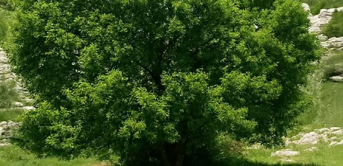 Felsen-Ahorn / Burgen-Ahorn / Französischer Ahorn / Acer monspessulanum