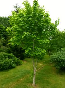 Streifen-Ahorn / Acer pensylvanicum