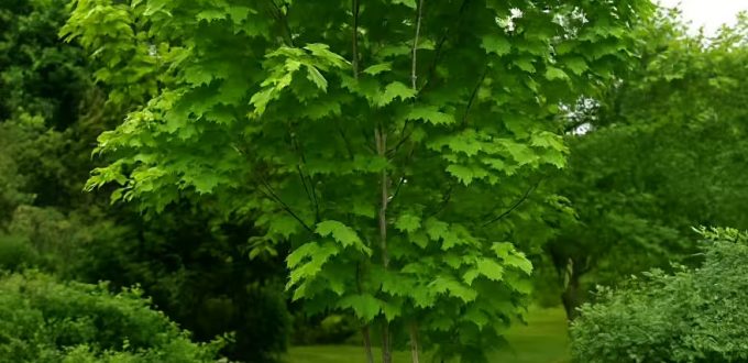 Streifen-Ahorn / Acer pensylvanicum