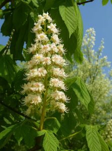 Gewöhnliche Rosskastanie / Aesculus hippocastanum