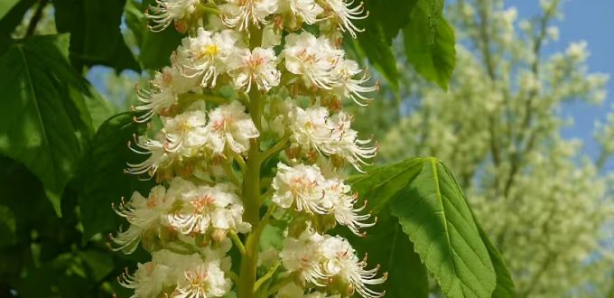 Gewöhnliche Rosskastanie / Aesculus hippocastanum