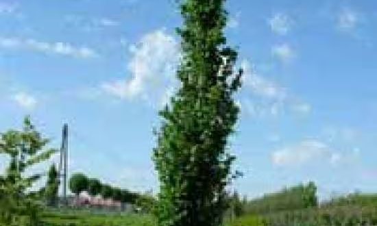 Säulen-Ulme 'Columella' / Ulmus 'Columella'