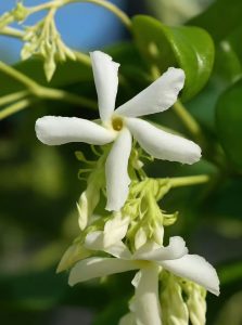 Welche Kübelgröße benötigt ein Sternjasmin mit 175 bis 200 cm Höhe?