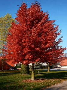 Rot-Ahorn 'Autumn flame' / Acer rubrum 'Autumn flame'