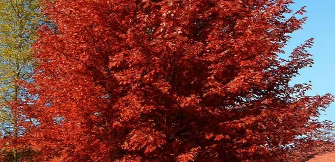 Rot-Ahorn 'Autumn flame' / Acer rubrum 'Autumn flame'