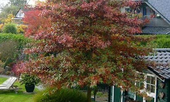 Sumpf-Eiche / Spree-Eiche / Boulevard-Eiche / Nadel-Eiche / Quercus palustris