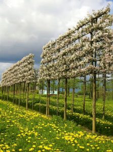 Apfelbaum 'Evereste' / Hochstamm-Spalier'