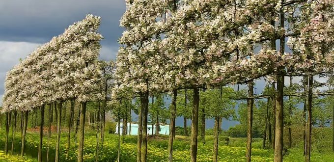 Apfelbaum 'Evereste' / Hochstamm-Spalier'