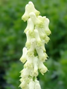Eisenhut / Aconitum vulparia