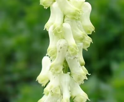 Eisenhut / Aconitum vulparia