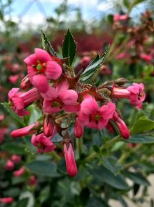 Roter Andenstrauch / Rotblühender Andenstrauch 'Macrantha' / Escallonia rubra 'Macrantha'