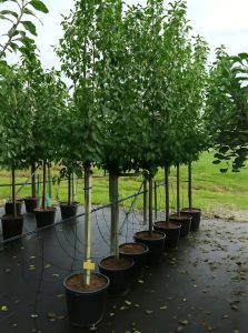  Hauspflaume / Hauszwetschge / Prunus domestica 'Hauszwetschge'