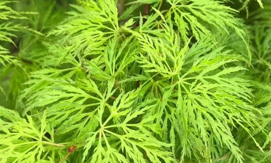 Fächerahorn / Japanischer Ahorn 'Emerald Lace' / Acer palmatum 'Emerald Lace'