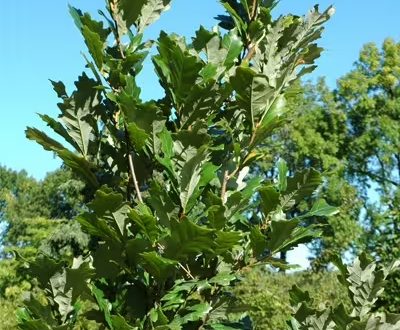 Säuleneiche 'Regal Prince' / Quercus warei 'Regal Prince'