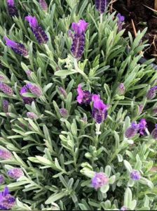 Französischer Lavendel / Spanischer Lavendel 'Victory' / Lavandula stoechas 'Victory'