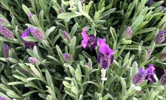 Französischer Lavendel / Spanischer Lavendel 'Victory' / Lavandula stoechas 'Victory'