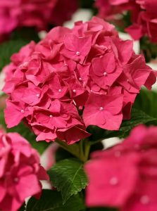 Bauern-Hortensie 'Pia' / Hydrangea macrophylla 'Pia'