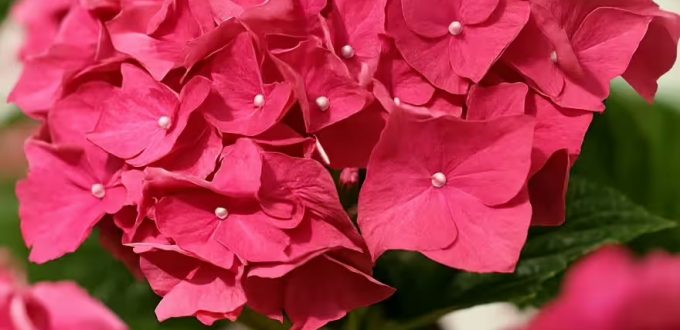 Bauern-Hortensie 'Pia' / Hydrangea macrophylla 'Pia'