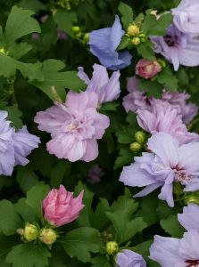 Garten-Eibisch 'Ardens' / Strauch-Eibisch 'Ardens' / Hibiscus syriacus 'Ardens'