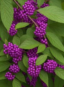 Liebesperlenstrauch 'Profusion' / Schönfrucht 'Profusion' / Callicarpa bodinieri 'Profusion'