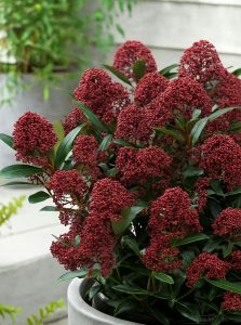 Japanische Skimmie 'Rubella' / Skimmia japonica 'Rubella'