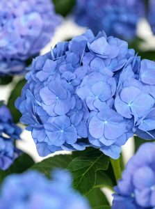 Bauern-Hortensie 'Renate Steinigerl' / Hydrangea macrophylla 'Renate Steinigerl'