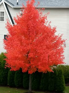 Rot-Ahorn 'October Glory' / Acer rubrum 'October Glory'