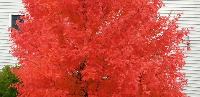 Rot-Ahorn 'October Glory' / Acer rubrum 'October Glory'