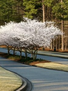 Tokio-Kirsche / Prunus yedoensis