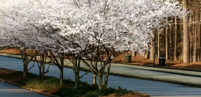 Tokio-Kirsche / Prunus yedoensis