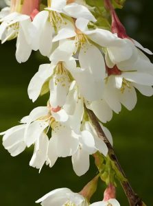 Tokio-Kirsche 'Ivensii' / Prunus yedoensis 'Ivensii'