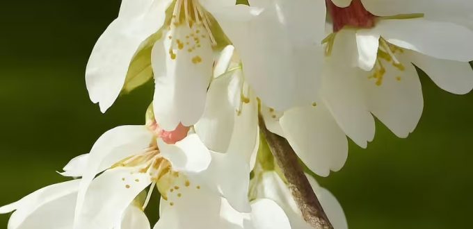 Tokio-Kirsche 'Ivensii' / Prunus yedoensis 'Ivensii'