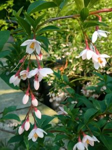 Japanischer Storaxbaum 'Snowcone' ® / Styrax japonicus 'Snowcone' ®